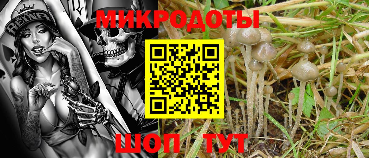 Галлюциногенные грибы Psilocybe Дальнегорск